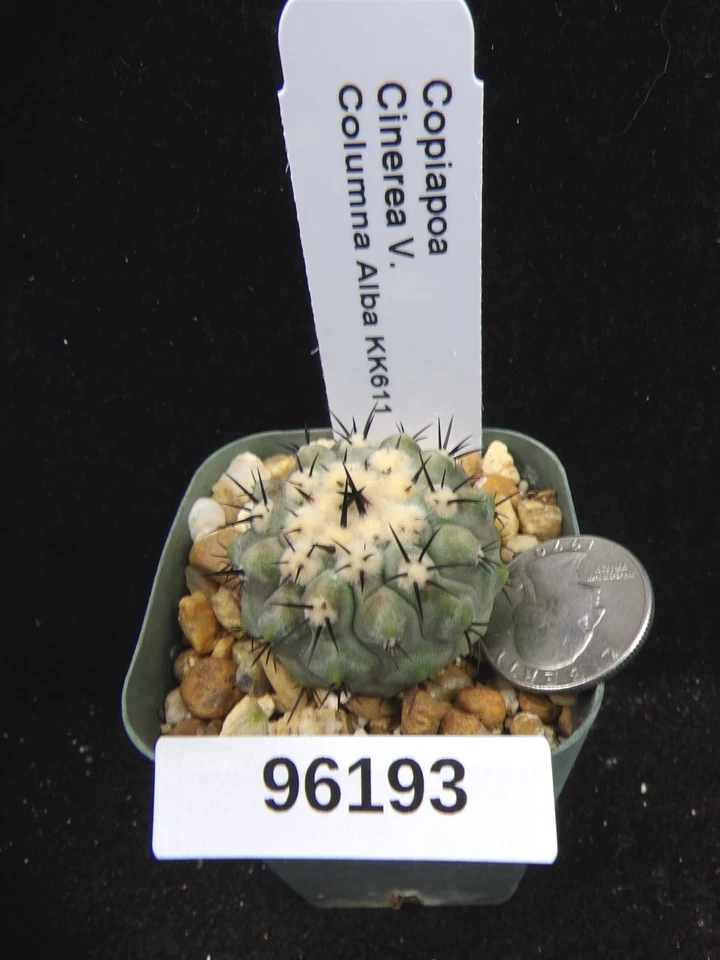 Copiapoa Cinerea V. Columna Alba KK611 Seedling Uncommon Live Cactus Plant 96193 - Image 1 of 1
