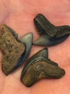 Three Sharp, Colorful Tiger Shark Teeth from Peace River, FL - Picture 1 of 4