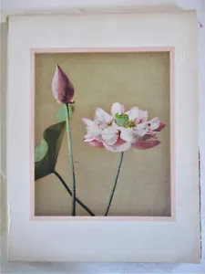 Vintage Print, WATER LILY or LOTUS?, JAPAN, 1897, Capt.F.Brinkley,in Color - Picture 1 of 2