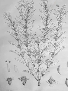 Clozia Canescens plantes Gravure RIOCREUX botanique Archives du Muséum XIXéme - Picture 1 of 2