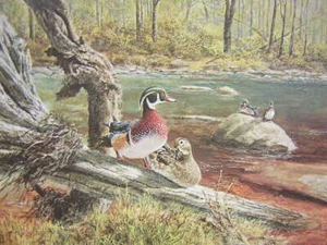 Tom Beecham Wood Duck Waterfowl Mini Art Print - Picture 1 of 1