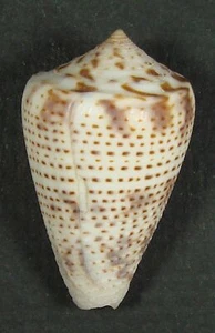 CONUS PERPLEXA 37.13mm SUPER CHOICE GIANT PUSTULOUS SPECIMEN San Pedro, Ecuador - Picture 1 of 2