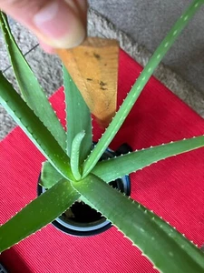 Aloe Vera Plant - Pups Bare Root Large - Picture 1 of 1