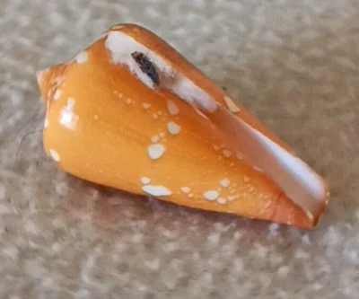 Conus crocatus f. thailandis #2  44.3mm ULTRA! GOLDEN RARE BEAUTY from Thailand - Image 1 of 4