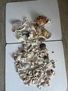 200+Mixed Small & Medium Natural Sea Shells Crafts Aquarium DECOR Lot - Picture 1 of 17
