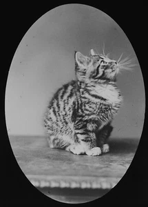 Photo BLACK AND WHITE TABBY KITTEN C1890 Magic Lantern Slide GRAYSTONE BIRD BATH - Picture 1 of 5