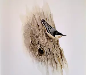 Plato de libro con impresión artística vintage J F Lansdowne Birds Nuthatch pechos blancos 57 - Imagen 1 de 3
