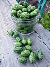 🌼 100% Genuine Cucamelon Seeds, High Yield - FREE FAST Shipping! 🌼🥒