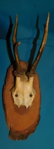ANCIEN TROPHEE DE CHASSE FRANCE . CORNE DE CHEVREUIL . BOIS 16 cm 6 CORS . n°24 - Picture 1 of 5