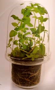 SERAX Carnivore Vase, Designer René Barba, Klarglas, H 34 cm - Bild 1 von 1
