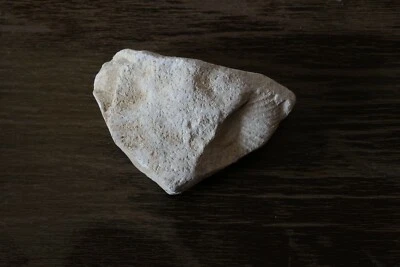 Fossil Schnecke Fundort: Monte Baldo am Gardasee - Bild 1 von 4