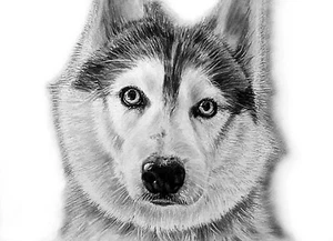 ORIGINAL Custom PET PORTRAIT Dog Cat Animal Painting from Photo Different Sizes - Picture 1 of 14