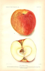 US Department of Agriculture 1903 York Imperial Apples - Foto 1 di 1