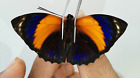 LEPIDOPTERA/NYMPHALIDAE/CHARAXINAE/Agrias pericles mauensis MALE N°1 FROM BRAZIL