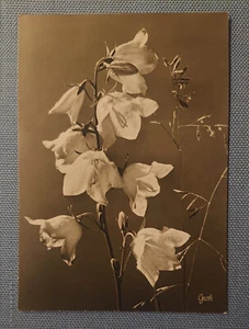 Old Postcard Card Bellflower Photo Art Groh Munich - Picture 1 of 2