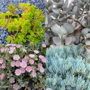Starter Succulents. Fully rooted plants. Cheap and easy to care for. - Picture 1 of 34