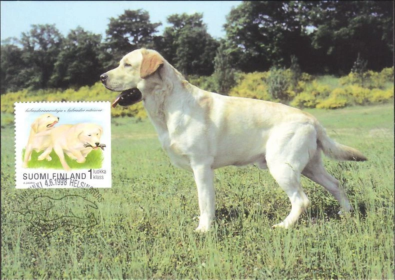 Retriever Perro Labrador Cachorros Finlandia Como Nuevo Maxi FDC 1998 Foto 1 de 1