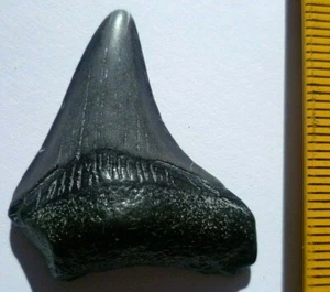 LOTE 4 FOSSIL DIENTE (MEGALODON MAKO BLANCO HEMYPRISTIS, ETC...) - Imagen 1 de 2