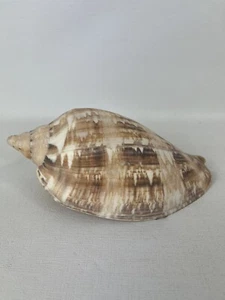 Sea Shell Volutidae Cymbiola Magnifica 186.7mm - Picture 1 of 10