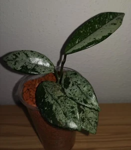 Hoya Wilbur Graves - Bild 1 von 2