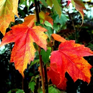 *RED SUNSET* Japanese Maple (Acer rubrum) Tree Seeds, Landscaping or Bonsai - Picture 1 of 12