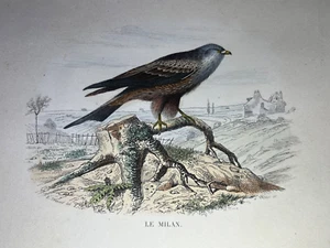Gravur XIX 1848 Naturgeschichte / Vögel - BUFFON / Ed TRAVIES / OFEN - Bild 1 von 3