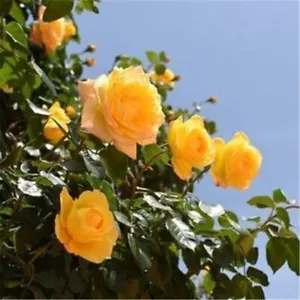 (10) CLIMBER ROSE SEEDS perennial flower garden climbing plant USA SELLER TRACK - Picture 1 of 30