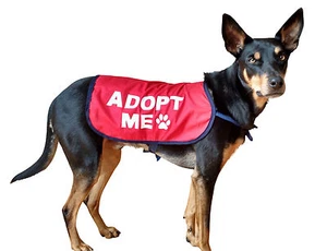 Adopt Me Dog Vest / Jacket RED Sizes XS - XL  - Picture 1 of 6