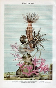 HOLOTHURIE (Seegurke) - Chromolithographie 1885 Bibliograph. Institut Leipzig - Bild 1 von 1