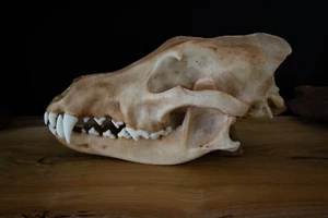 Lobo Gris (Siberiano) - Réplica GRANDE Calidad Tamaño Natural - ENVÍO GRATUITO a todo el mundo - Imagen 1 de 9