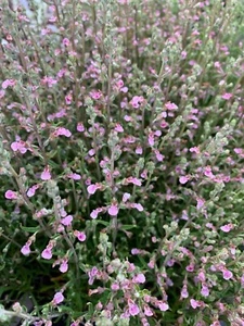 Balearic Germander - Teucrium asiaticum - 5+ semillas - semillas - E 337 - Imagen 1 de 1