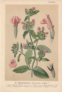 Wirbeldost (Clinopodium vulgare) Chromo-Lithographie von 1893 Heilpflanzen - Bild 1 von 1