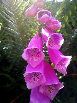 Roter Fingerhut Digitalis purpurea 50 Samen 2025 3 - Bild 1 von 2