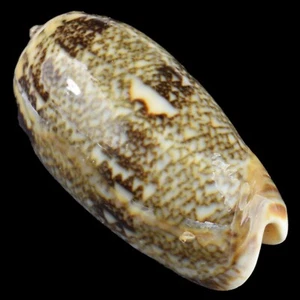 OLIVA RETICULADA (Isla Nocnocan, Filipinas) 32.0mm #38385 - Imagen 1 de 4