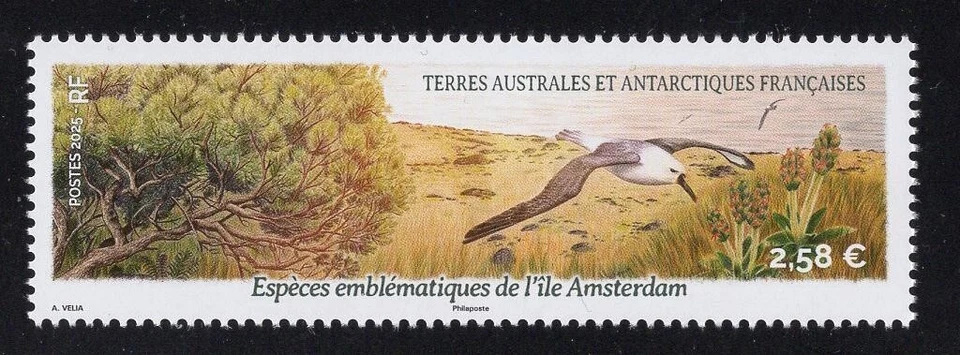 FSAT / TAAF  NEW 2025 - MINT NH  (ESPÈCE EMBLÉMATIQUE D'AMSTERDAM, BIRDS) - Image 1 of 1