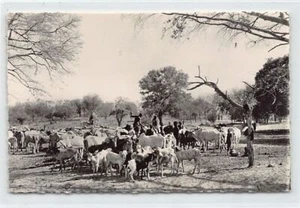 Niger - NIAMEY - Herd in the bush - Publ. Souchette 2255 - Picture 1 of 2