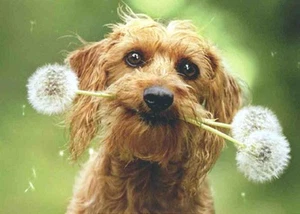 TERRIER mit PUSTEBLUMEN Blanko Grußkarte SWEET DOG Avanti - Bild 1 von 1