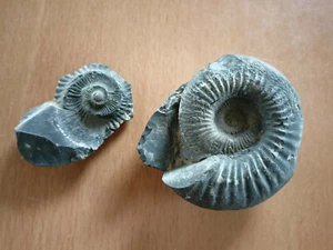 ** Ammonit versteinerte Schnecke Fundort Annapurna Nepal - sehr schönes Stück ** - Bild 1 von 5