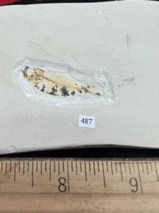 GEOLOGICAL ENTERPRISES Cretaceous fossil fish Diplostymus species Morocco - Picture 1 of 3