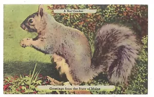 A NUT CRACKER Gris Ardilla Saludos de Maine Postal ME Lino 1953 - Imagen 1 de 2