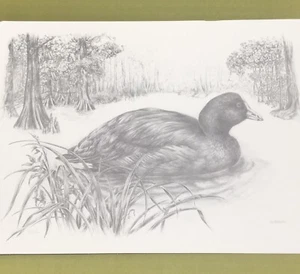 Vintage S. L. Melley Fine Art Bird Print 38/500 - Picture 1 of 4