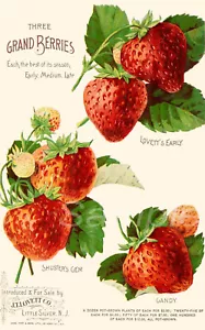 1891 STRAWBERRIES ADVERTISING A4 POSTER PRINT - Picture 1 of 1