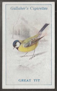 GALLAHER-BRITISH BIRDS 1923 (BY GEORGE RANKIN)-#008- GREAT TIT