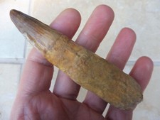 Large Spinosaurus Tooth 4.30 inches (10.9 cm) -Cretaceous Morocco (KemKem Basin)