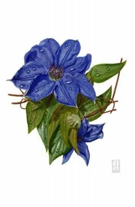 ATEMBERAUBENDES ORIGINAL RICHARD HARPUM M.A (Camb) Clematis AQUARELLGEMÄLDE - Bild 1 von 1