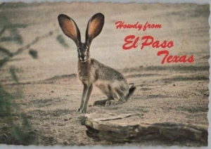 Howdy from El Paso Texas Desert Jack Rabbit Continental Postcard 1981 - Picture 1 of 2