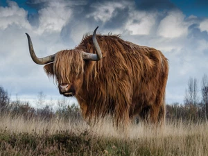Highland Cow Farm Rustic Cattle Cowboy High Quality Canvas/Photo Paper PA16 - Picture 1 of 6