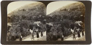 Palestine Terraced Gardens on mountains Schechem.Stereo Photo Argentique.1903. - Picture 1 of 1
