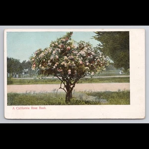Vintage California Rose Bush Postcard Unposted Scenic Collectible View Original - Picture 1 of 4