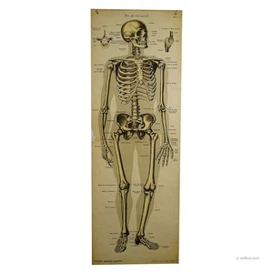 Antique Anatomical Wall Chart Depicting the Human Skeleton - Picture 1 of 5